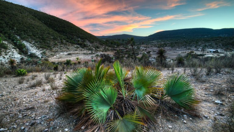 Por qué es tan especial la Reserva de la Biósfera Tehuacán-Cuicatlán