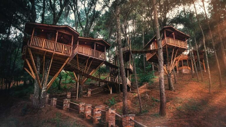 Kali Tree: el hotel con casas de árbol en Zacatlán