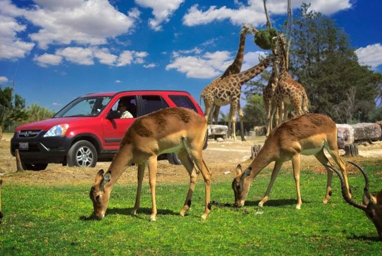 3 experiencias exclusivas que puedes vivir en Africam Safari