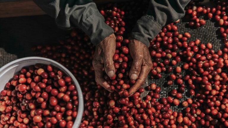 Variedades de café mexicano con denominación de origen