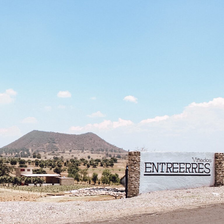 ¿Viñedo en Puebla? Te decimos dónde está y qué hacer en él