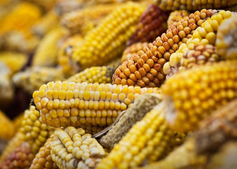 Las 64 razas de maíz que existen en México