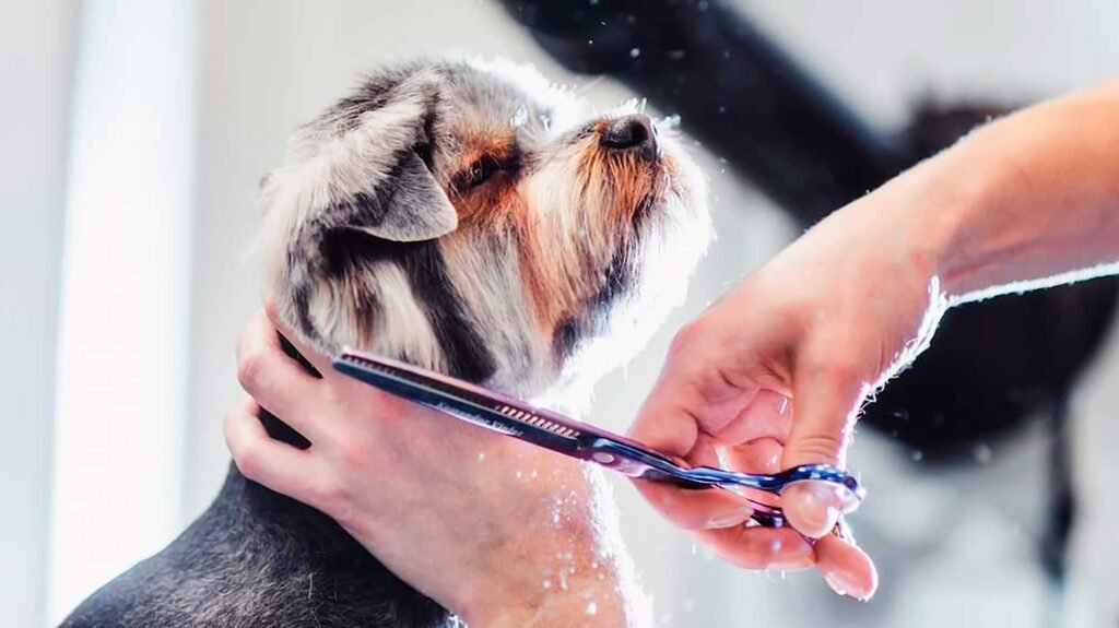 hospital-veterinario-puebla