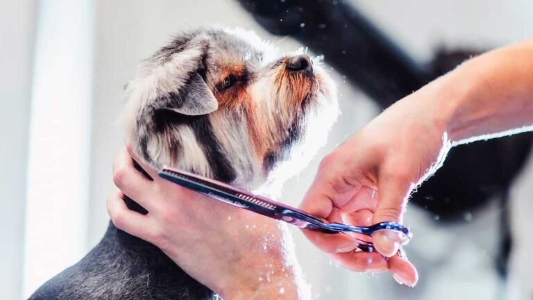 hospital-veterinario-puebla