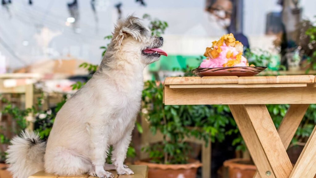 restaurantes-pet-friendly