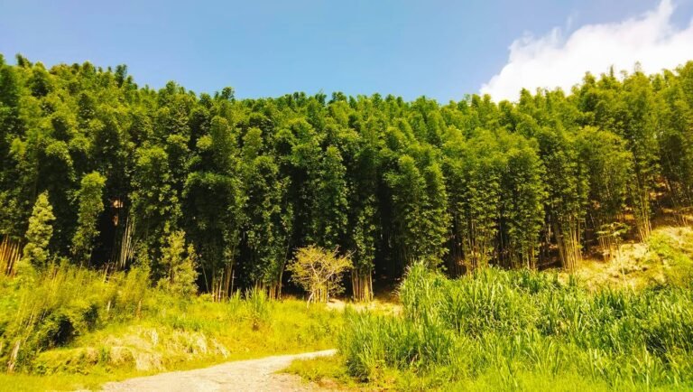 Disfruta de los bosques de bambú en Teziutlán