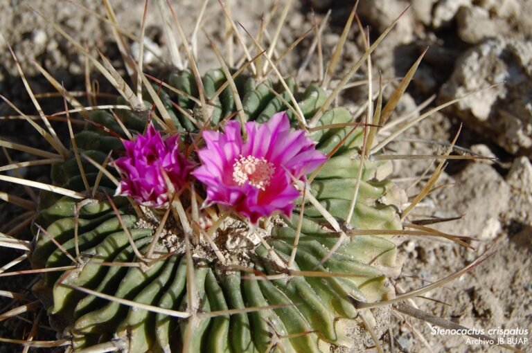 Jardín botánico BUAP, pulmón y espacio para la ciencia en Puebla