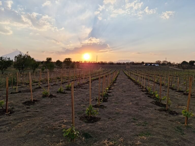 Vino poblano: dónde y cómo degustarlo