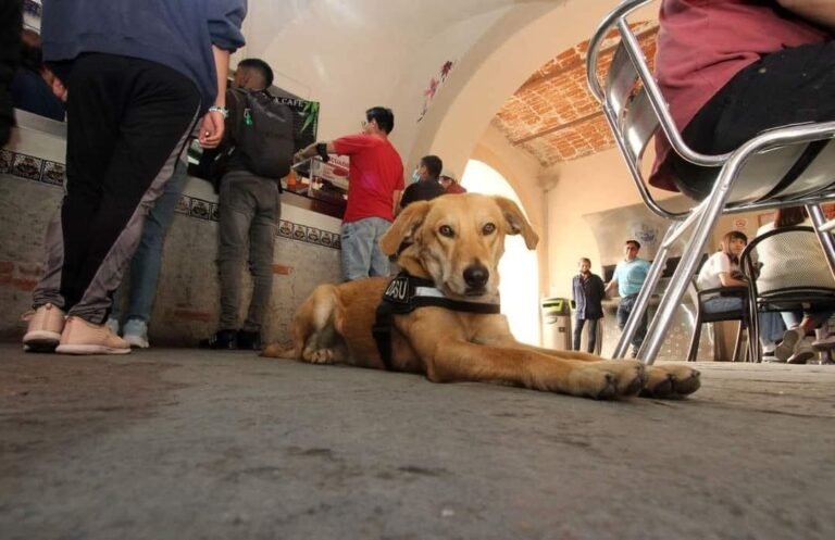 Conoce a Carolino, el perrito vigilante de la BUAP