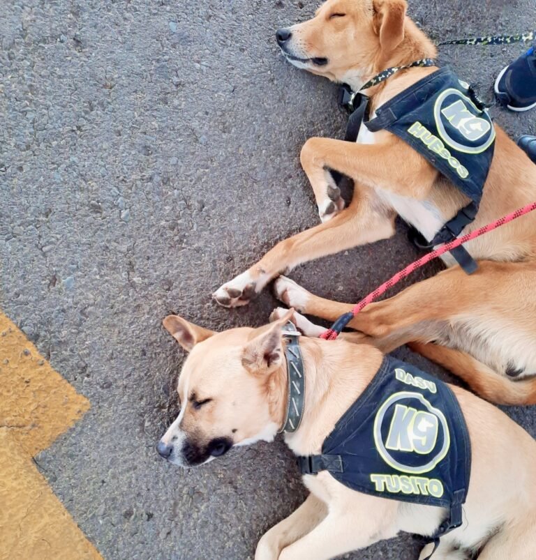 Hueso y Tuzito, los lomitos que trabajan en la DASU de la BUAP