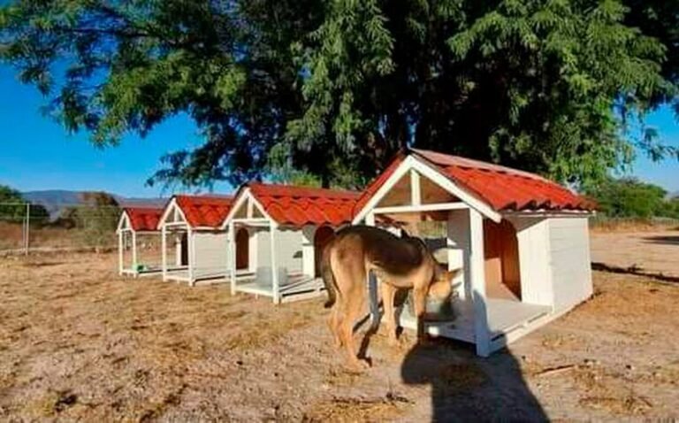 Dogtores, la colonia para perritos en Tehuacán