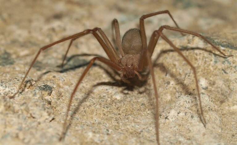 ¡Cuidado! Es temporada de araña violinista en Puebla