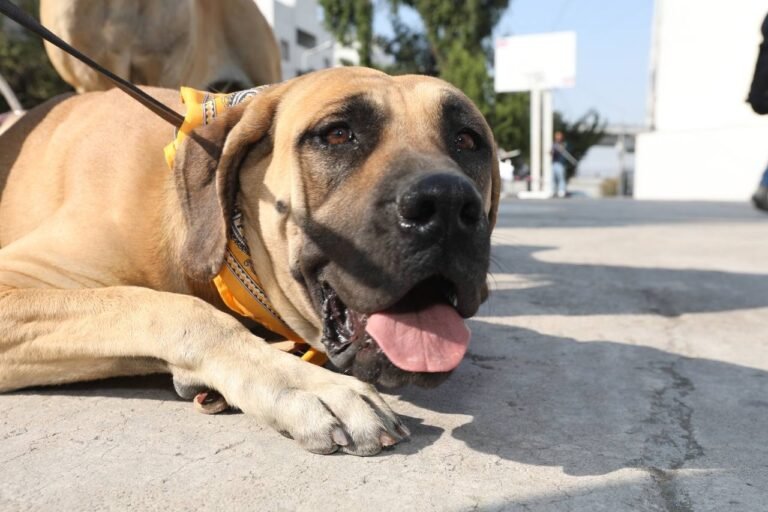 Bombón, Burbuja y Bellota, los lomitos que cuidarán el Parque Amalucan