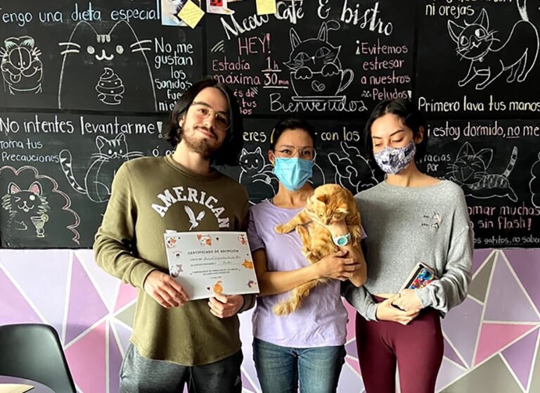 ¿Irías a este café en Puebla que está lleno de gatitos?