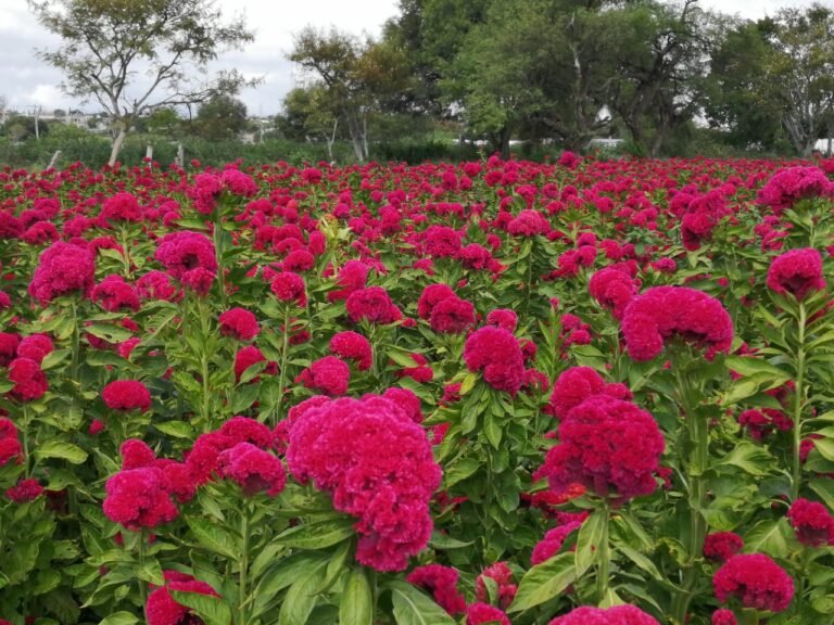 Flor de terciopelo, la flor poblana que también luce esta temporada